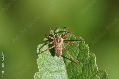 A young nursery web spider (Pisaura mirabilis) of the family Pisauridae on a leaf. Netherlands, September. 