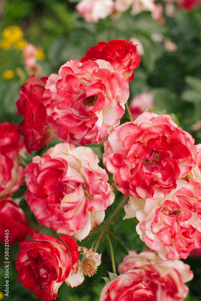 Red and white garden roses on bush Red and white garden roses on bush