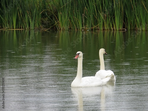 two white swans swim across the pond
