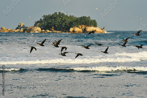 Korean birds in flight photo