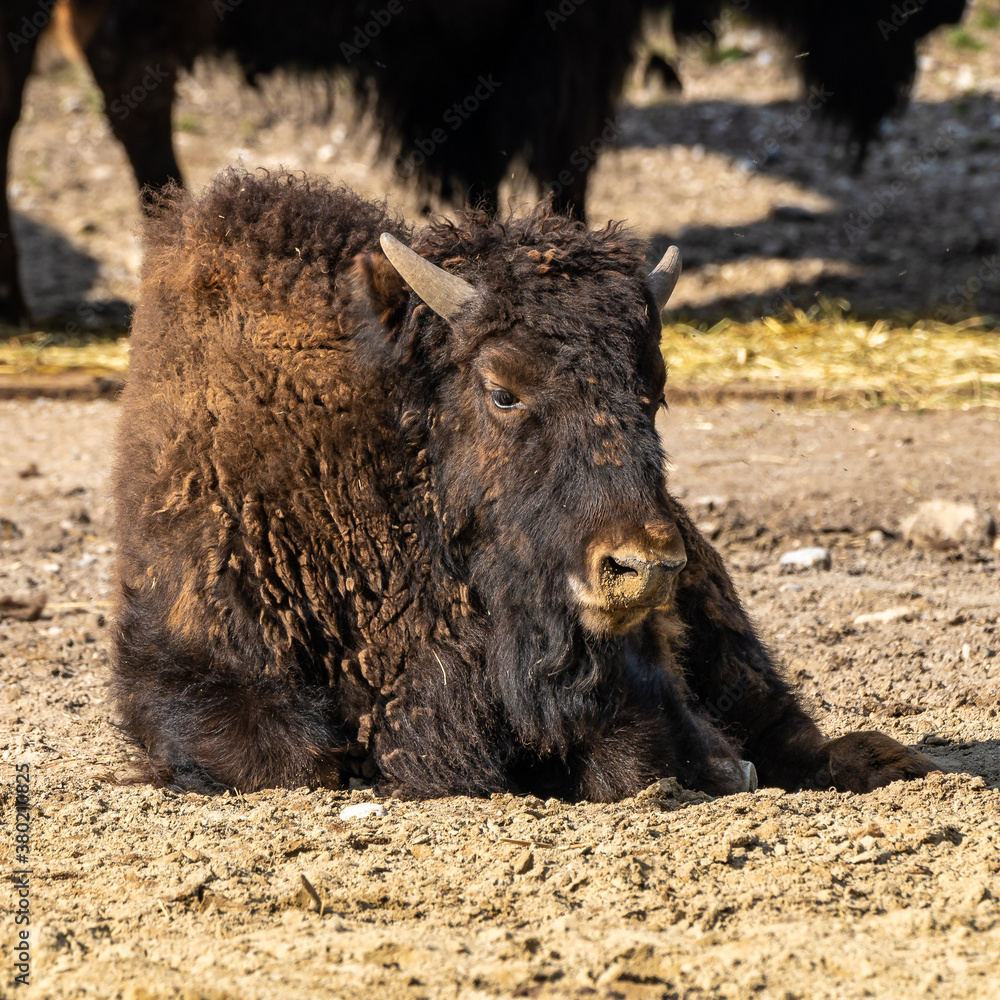 Fototapeta premium American buffalo known as bison, Bos bison in the zoo