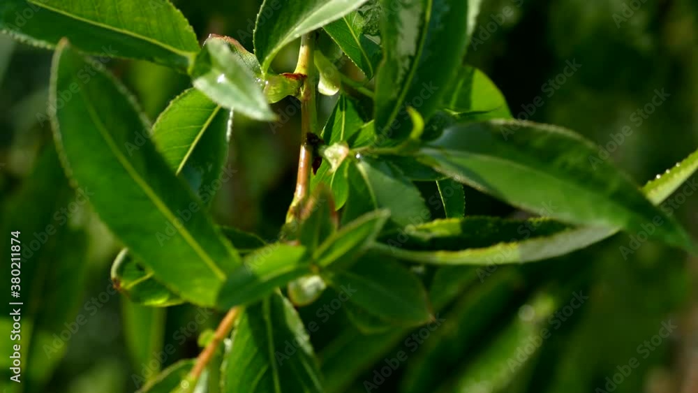 Green tea leaves on a branch. Green nature spring background Green tea leaves on a branch. Green nature spring background