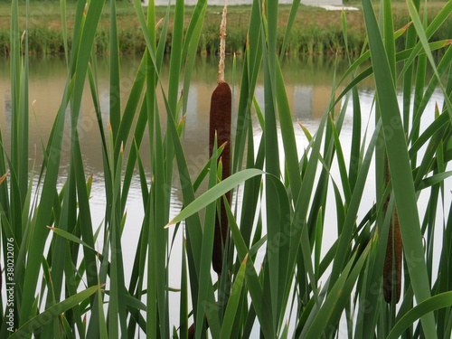 Reeds near the pond on a Sunny summer day