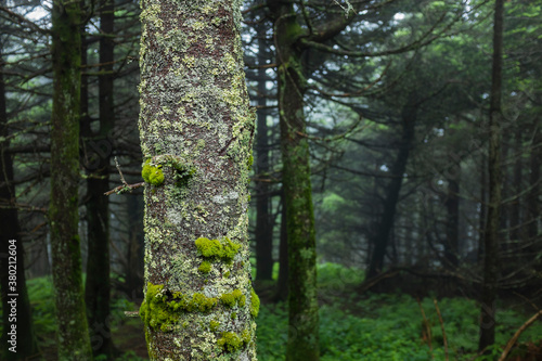 Moss and lichen growing on a Fraser fir trunk in rain and fog on Mount Mitchell photo