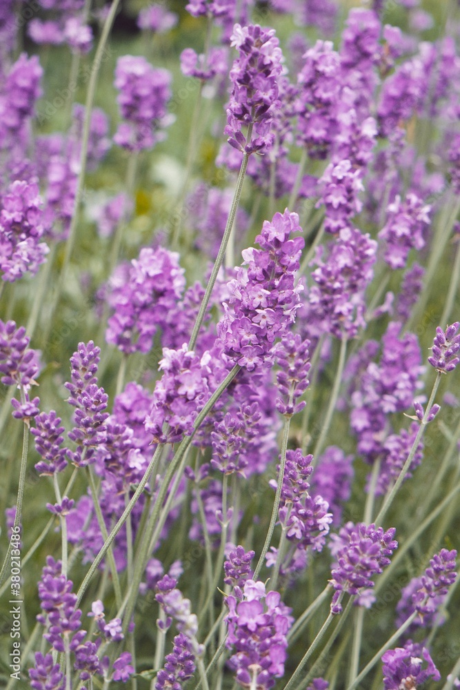 Summer lavender Summer lavender
