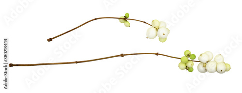 Set of snowberries (Symphor...