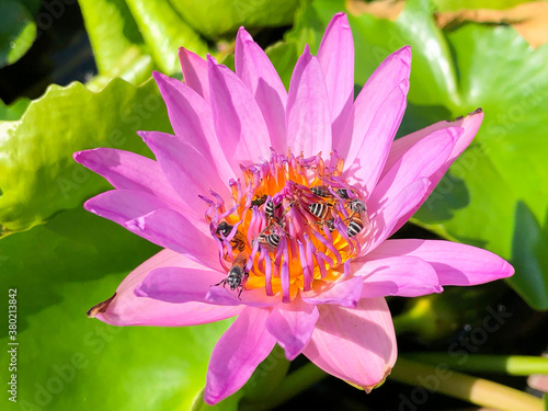 Bees perched on a purple lotus flower