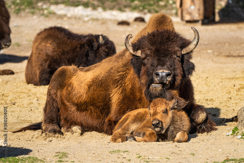 American buffalo known as bison, Bos bison in the zoo American buffalo known as bison, Bos bison in the zoo