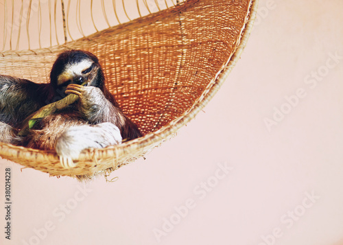 Portrait of a sloth