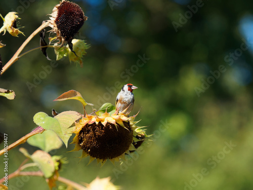 Carduelis carduelis ou Chardonneret élégant ou chardonneret d'Europe adulte perché sur une tige de tournesol photo