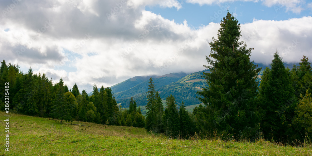 spruce forest on the meadow in mountains. autumn weather with clouds on the sky. beautiful carpathian landscape. panoraminc view