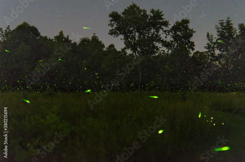 Fireflies glow in a field at night photo