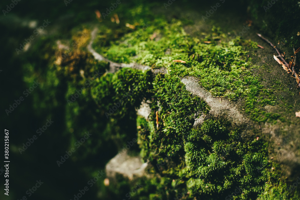 Moss on a rock in the forest lit by the sun Moss on a rock in the forest lit by the sun