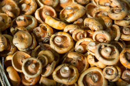 Brown champignon mushrooms in wooden box in market shop