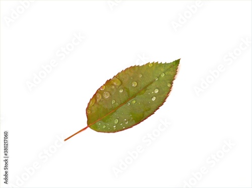 Rose leaf isolated with water drops on white background, green leave of flower 