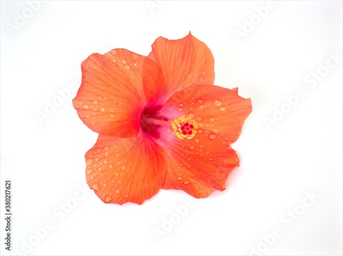 Orange flower of hibiscus with water drops isolated on white background 