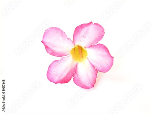 Closeup pink desert rose flower isolated on white background