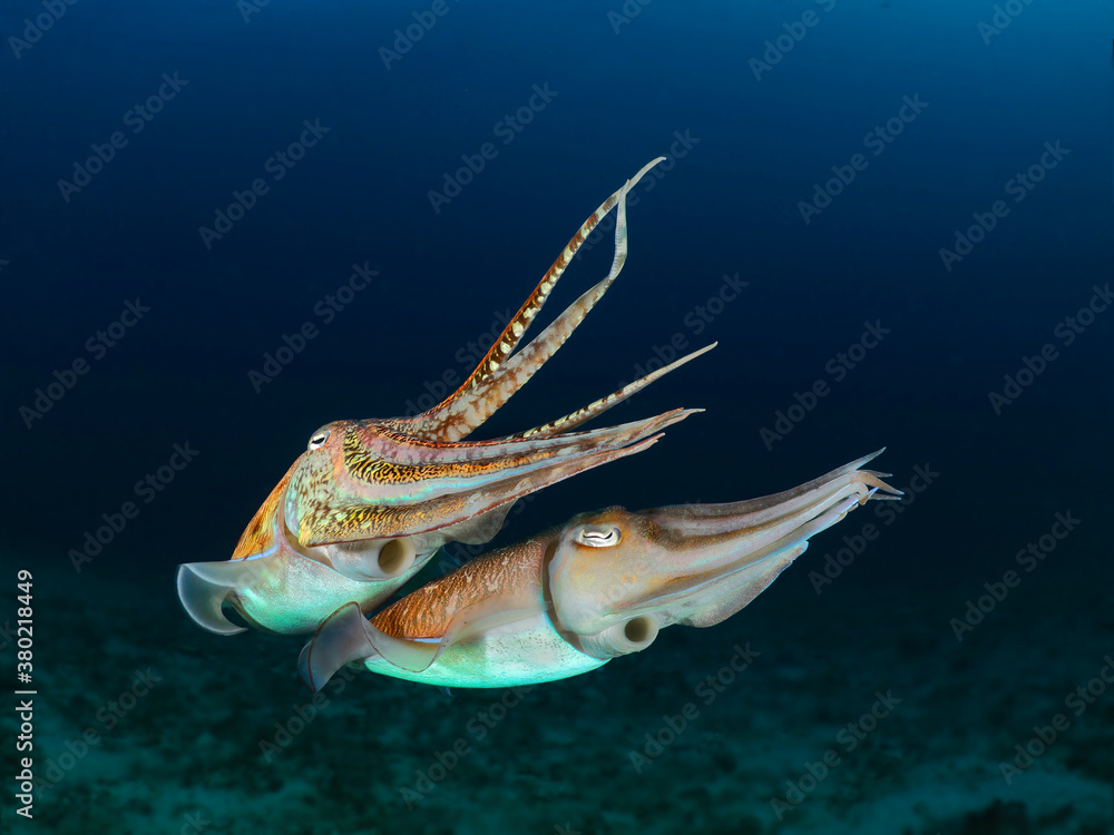 Colorful ocean life on a beautiful background Colorful ocean life on a beautiful background