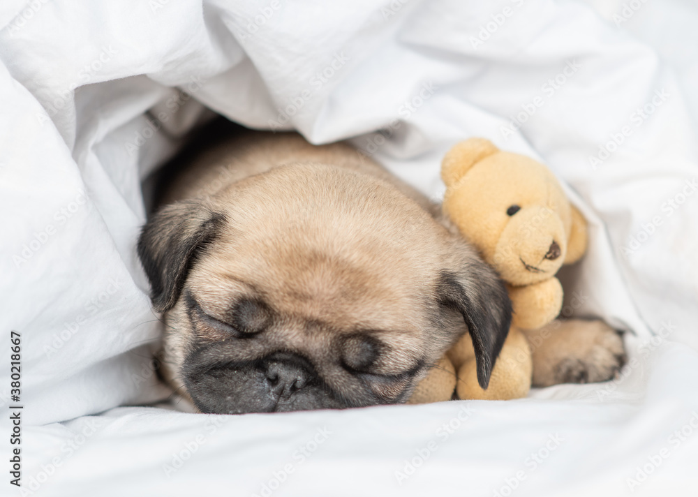 Cute Pug puppy hugs favorite toy bear and sleeps on a bed under blanket at home