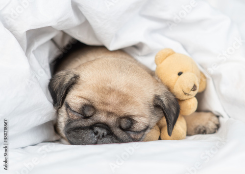 Cute Pug puppy hugs favorite toy bear and sleeps on a bed under blanket at home
