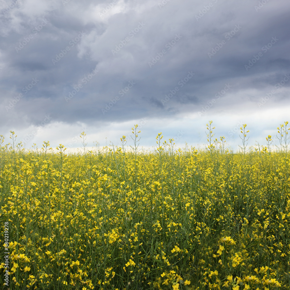 Rapeseed flower field with storm clouds Rapeseed flower field with storm clouds