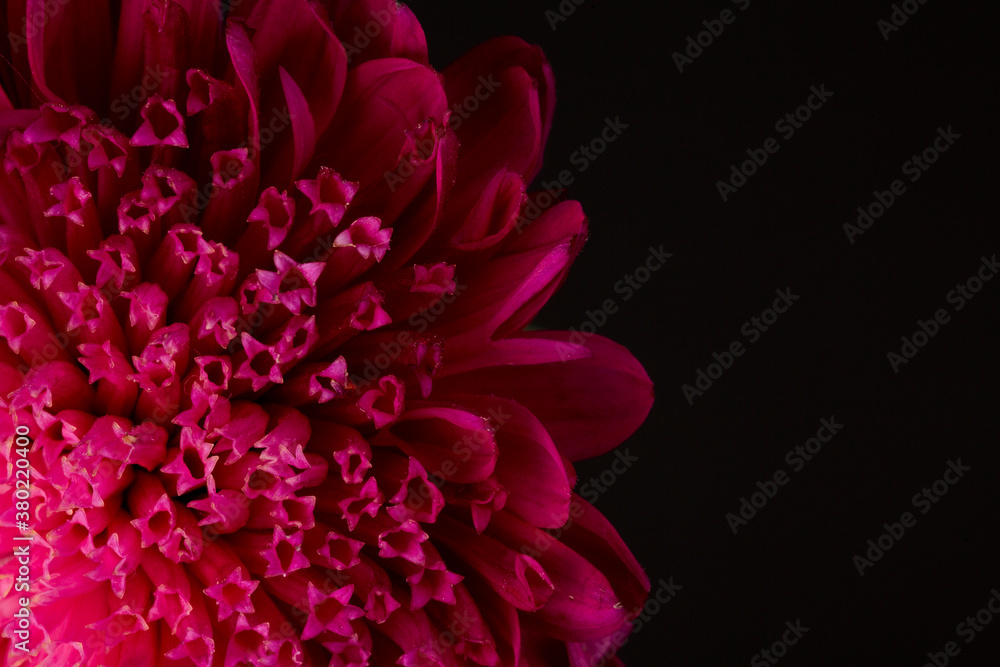 Macro shot of red Souththern Daisy over black background and negative space for copy.