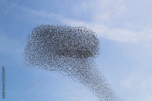 a large flock or murmuration of starlings flocking together and flying in formation above a field in rural Italy