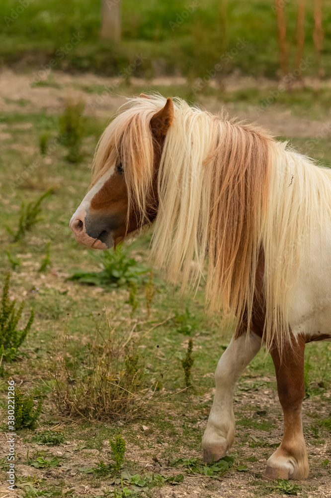 Obraz premium A cute pony with long mane