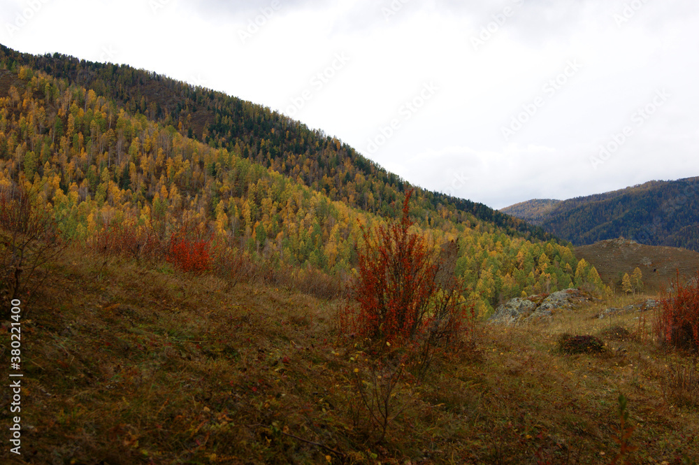Landscape of the mountains and tree by early autumn