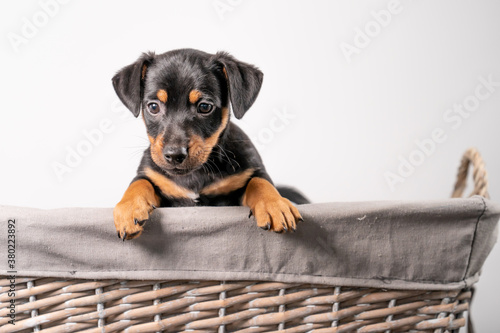 A portrait of an adorable Jack Russel Terrier puppy, in a wicker basket, isolated on a white background