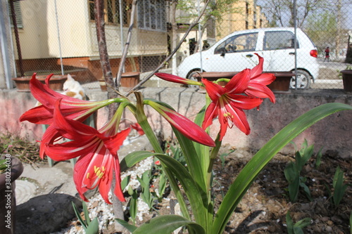 red lily flower. Hippeastrum