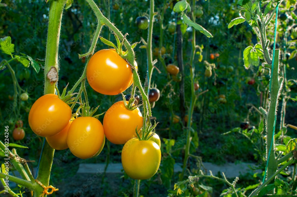 yellow delicious tomatoes on a private plot
