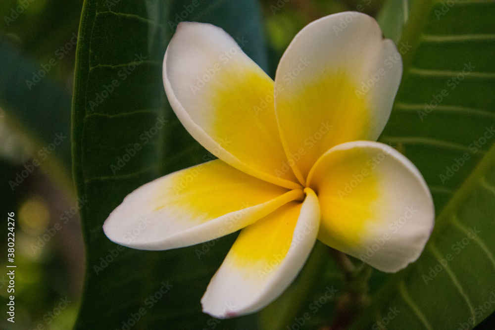 Fototapeta premium yellow frangipani flower