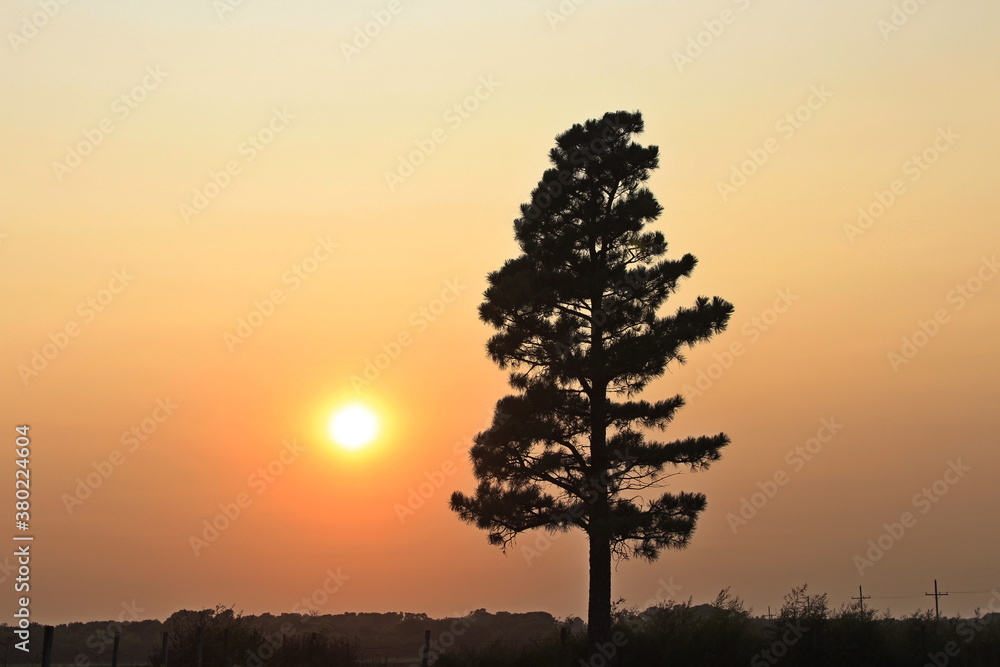 silhouette of a tree in sunset with a smokey sky west of Lyons Kansas USA out in the country.