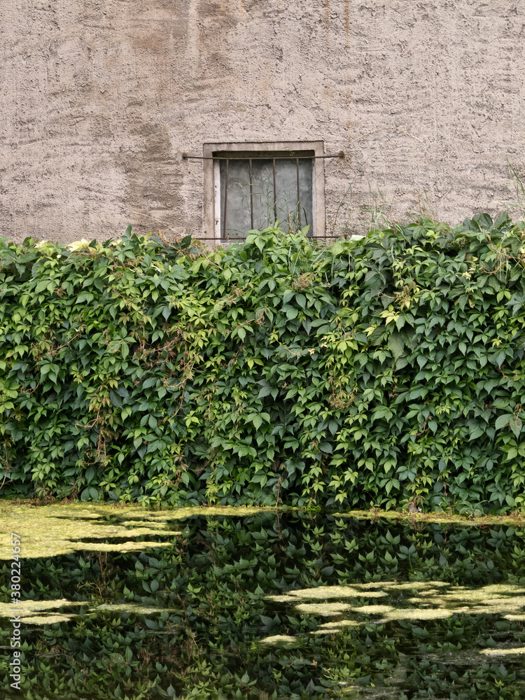 Window of a building behind a wall of green leaves near a pond Window of a building behind a wall of green leaves near a pond