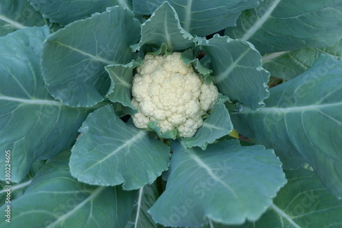 Cauliflower Grows in the vegetable garden