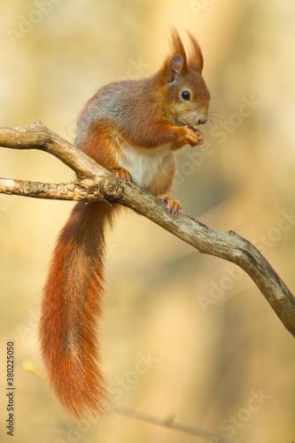 Eurasian red squirrel sitting on a branch in spring with a nut in its hands, sciurus vulgaris © Martin