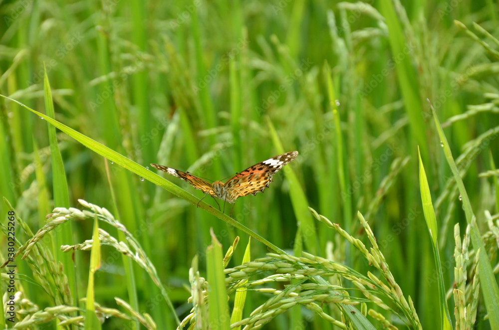 the beautiful yellow color butterfly on the green paddy plant . the beautiful yellow color butterfly on the green paddy plant .