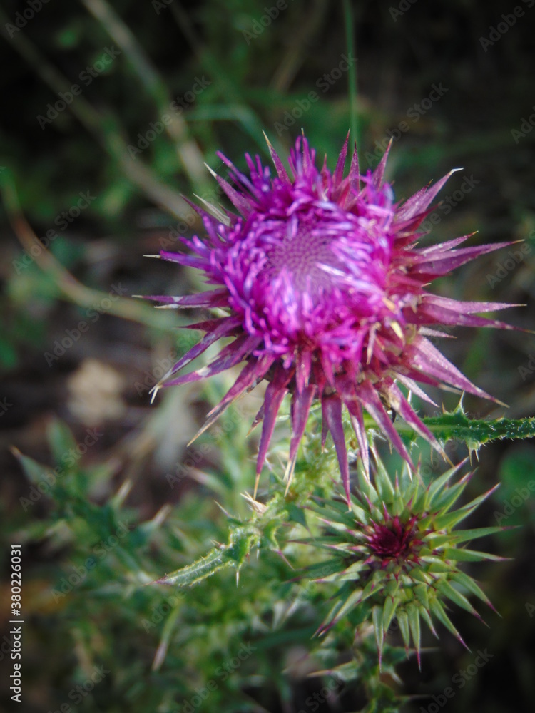 fiore cardo fiore cardo