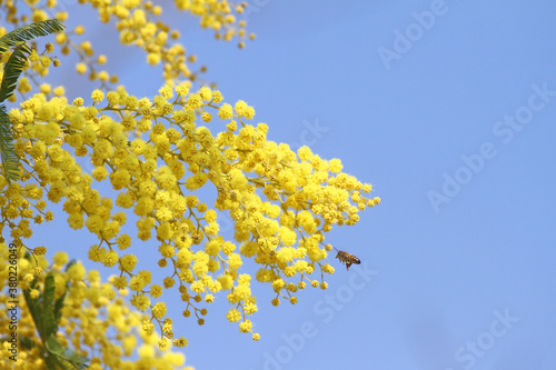 Honey bee Latin apis mellifera collecting pollen on mimosa acacia dealbata sensitive plant or blue wattle in Italy