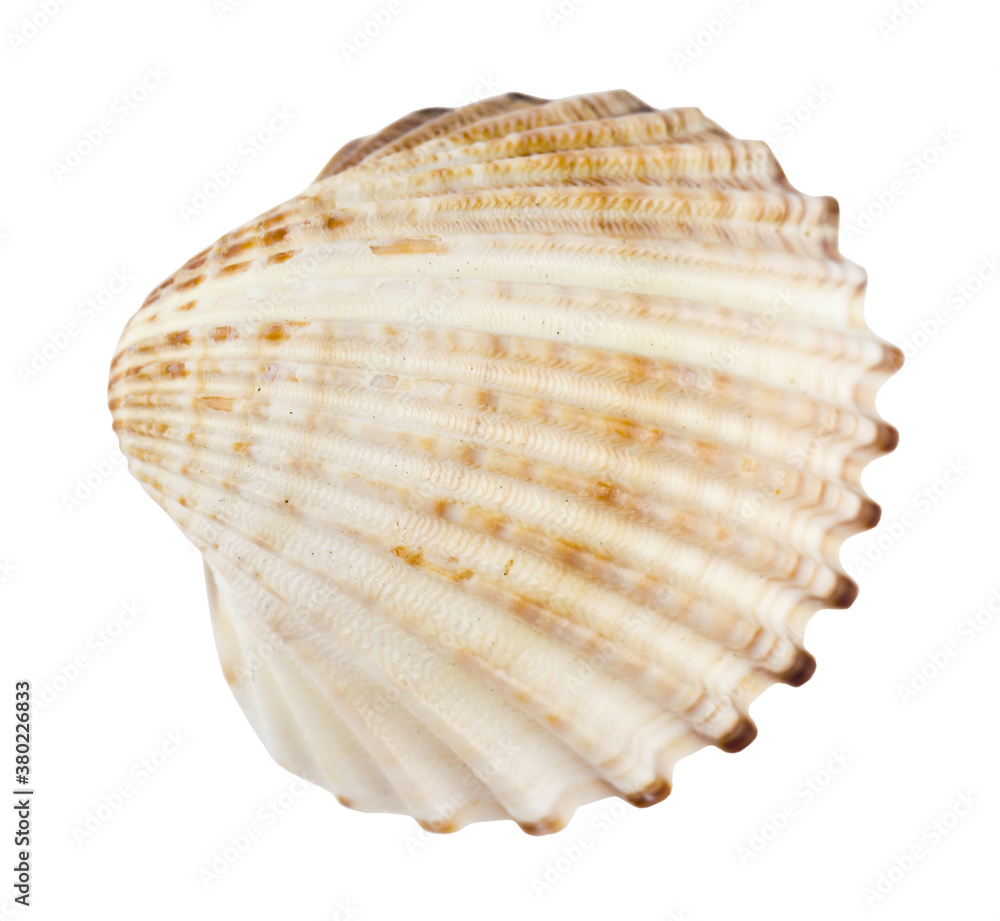 Obraz premium Seashell isolated on white background