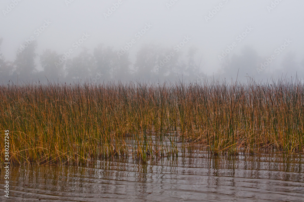 Marsh reeds on a foggy autumn morning Marsh reeds on a foggy autumn morning
