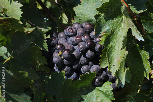 black, noir cynthiana or norton grapes ripening in late summer vitis aestivalis native to Richmond Virginia and state symbol of Missouri and Arkansas