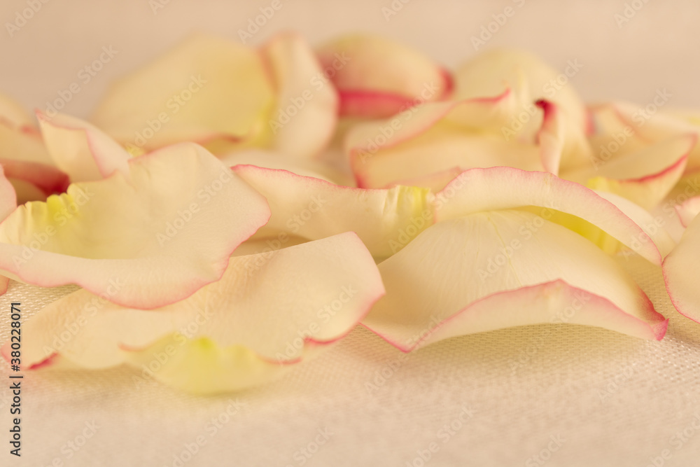 Pastel rose petals