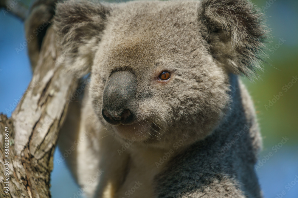 Obraz premium Koala bear at gold coast Autralia