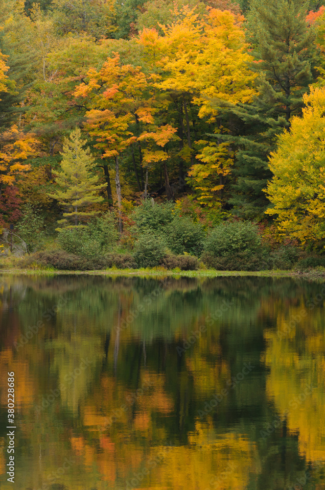 Autumn trees reflecting in a lake Autumn trees reflecting in a lake