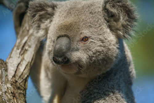Fototapeta Naklejka Na Ścianę i Meble -  Koala bear at gold coast Autralia