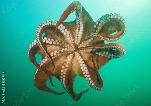 Swimming Giant Pacific Octopus