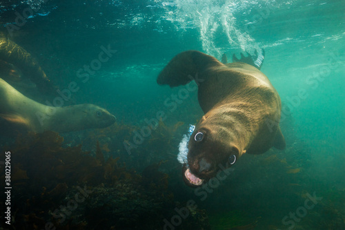 Diving Steller Sea lion, Eumetopias jubatus with bubble stream photo