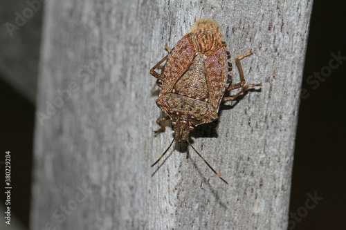 brown marmorated stink bug, Asian beetle or shield bug Latin halyomorpha halys the pentatomidae group of insects in Italy native to China and Asia photo